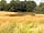 Five Wyches Farm Camping: Large meadow for walking pets (photo added by manager on 14/07/2023)