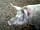 Hornblotton Farm: New auntie pig 