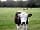 Brooklands Farm Camping: Hereford heifers