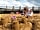 Tattershall Lakes Country Park: Playing within the beach area of Tattershall Lakes Country Park