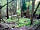 Huckleberry Farm: Camp under the leaf canopy (photo added by manager on 07/06/2022)