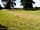 Idle Hours Owlsbury Park: Barley, our Lakeland Terrier enjoying her camping trip