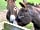 Seven Acre Farm Campsite: Resident Donkey's