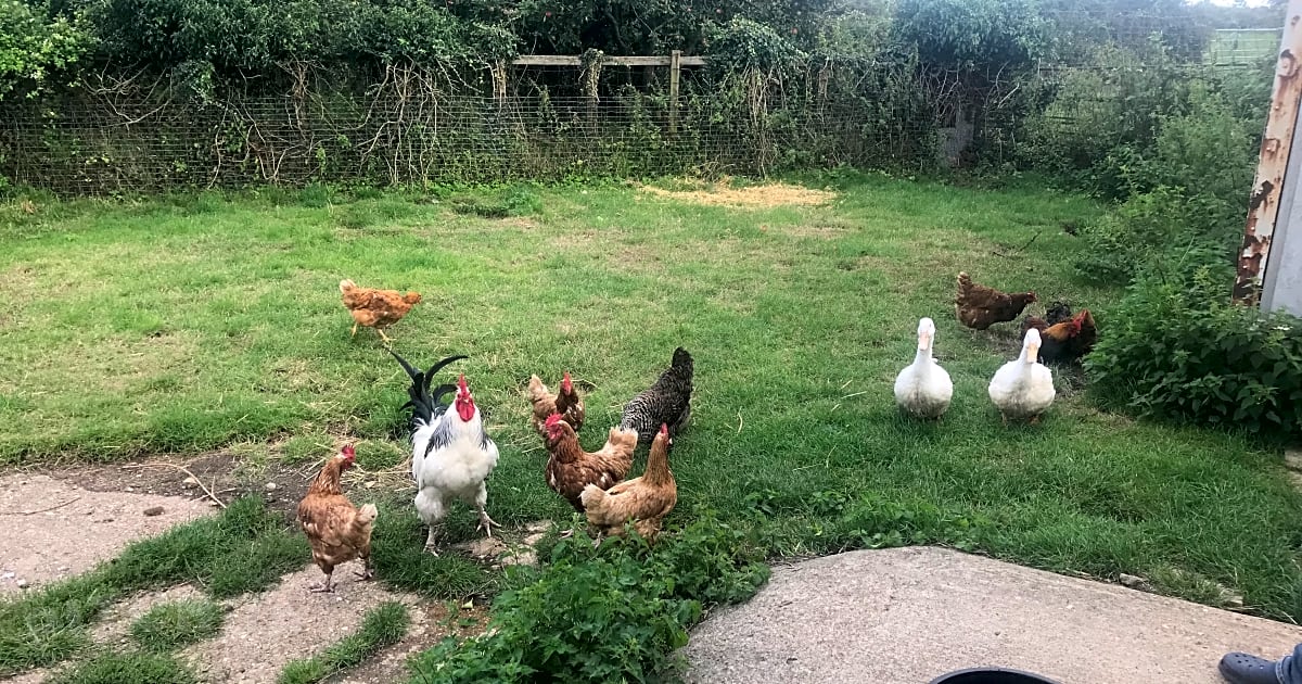 Barton Hill Farm, Barton Hartshorn Updated 2021 prices Pitchup®