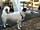 Village Baia Falcone: Dog friendly