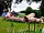 Greenacres Campsite: Simple things that make it a great camp site for families!