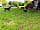 Meadow Tree Farm: Dogs playing