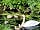 Riverside Caravan Park at The George: Swan with 7 cygnets! (photo added by manager on 19/05/2021)