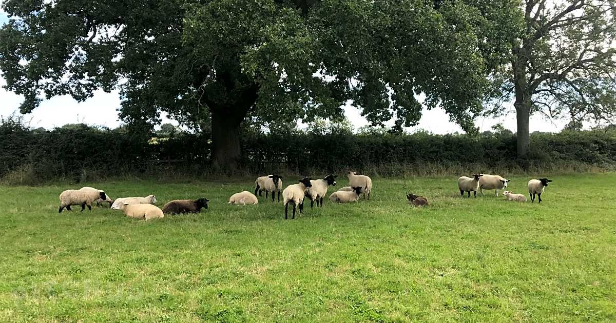 Barton Hill Farm, Barton Hartshorn