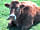 Coedhirion Farm: Animals