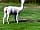 Tal-y-Fan Farm: Jeff the alpaca