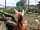 Willowbank Farm: Chickens on site