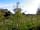 Butcombe New Woods: Looking over the woods