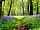 The Alders Caravan Park: The Bluebell walk on the farm
