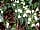 Coastal Valley Camp and Crafts: Flowers colour the campsite