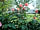 Old Barn Touring Park: Rose view