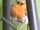 Hole Station Campsite: Robin