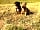 Chafford Park Campsite: Our dogs