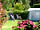 Camping Mané Guernehué: Grass pitches