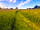 Pickney Farm: Path through the meadow