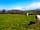 Mattiscombe Farm Camping: Cows coming to visit campers