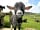 Lleithyr Farm Holiday Park: Rocky the pygmy goat - one of the naughtiest boys on the farm