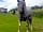 Belvedere Alpaca Ranch