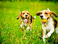Dog-Friendly Accommodation Dog-Friendly Accommodation