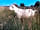 Castle Farm: One of goats enjoying the mowing meadow