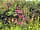 Allercott Farm: Wild flower wall