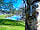 Blackbrook Lodge Camping and Caravanning: Interesting wood carvings