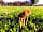Chippers Field: Relaxing