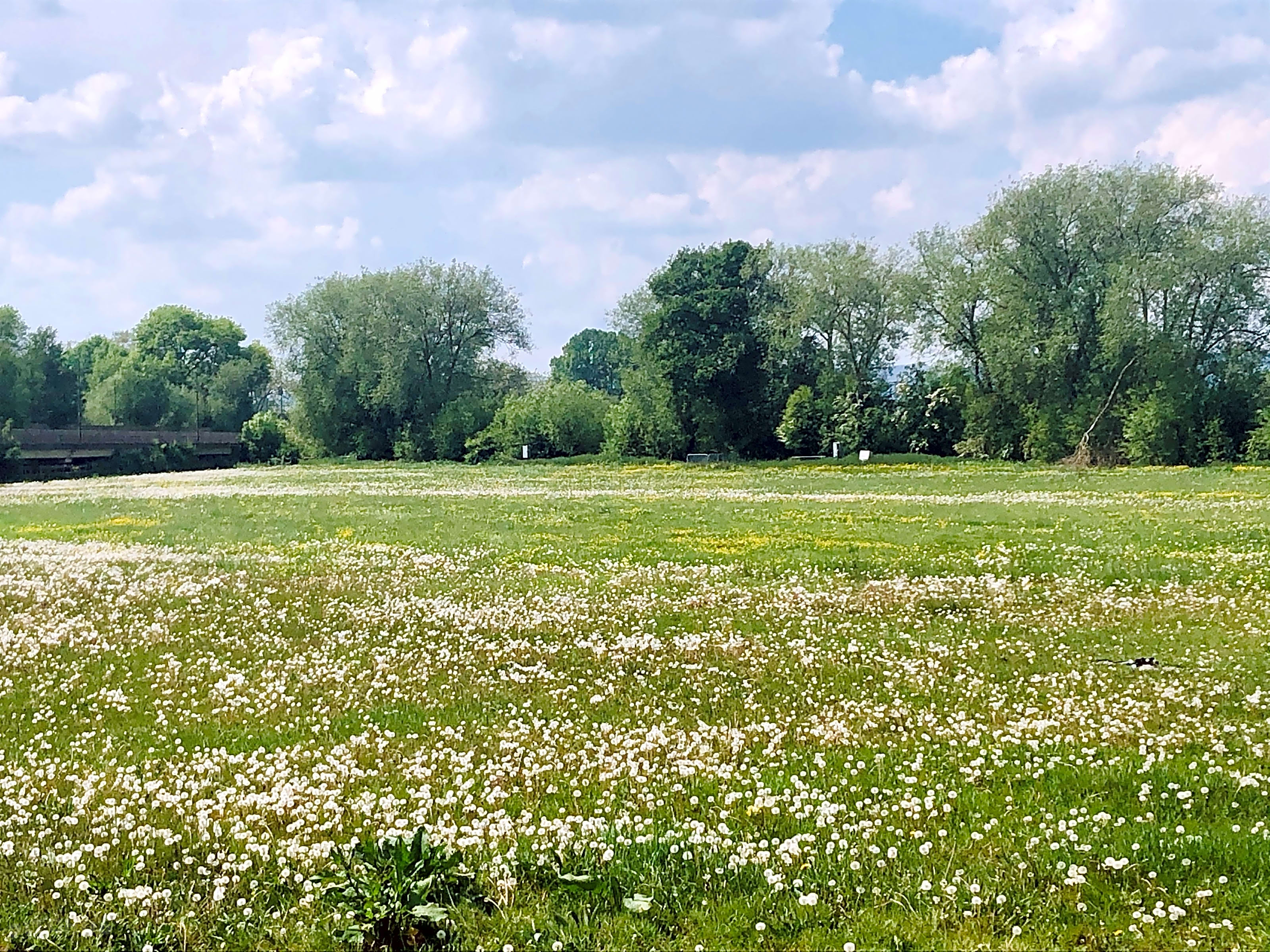 Little Fish Meadow, Upton Upon Severn Pitchup®