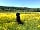 Border Forest Caravan Park: Bertie in the buttercup field