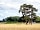 Leaton Wood