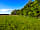 Bales Ash Campsite: Pitching field