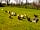 Roey's Retreat: Meet the chickens