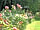 Trewan Hall Camping Site: The rose bed in its summer glory