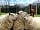 Rosebud Ranch: The Charollais sheep