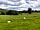 Cricket Field Campsite: Sheep