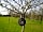 The Den and Orchard: Tree lighting (photo added by manager on 04/18/2018)