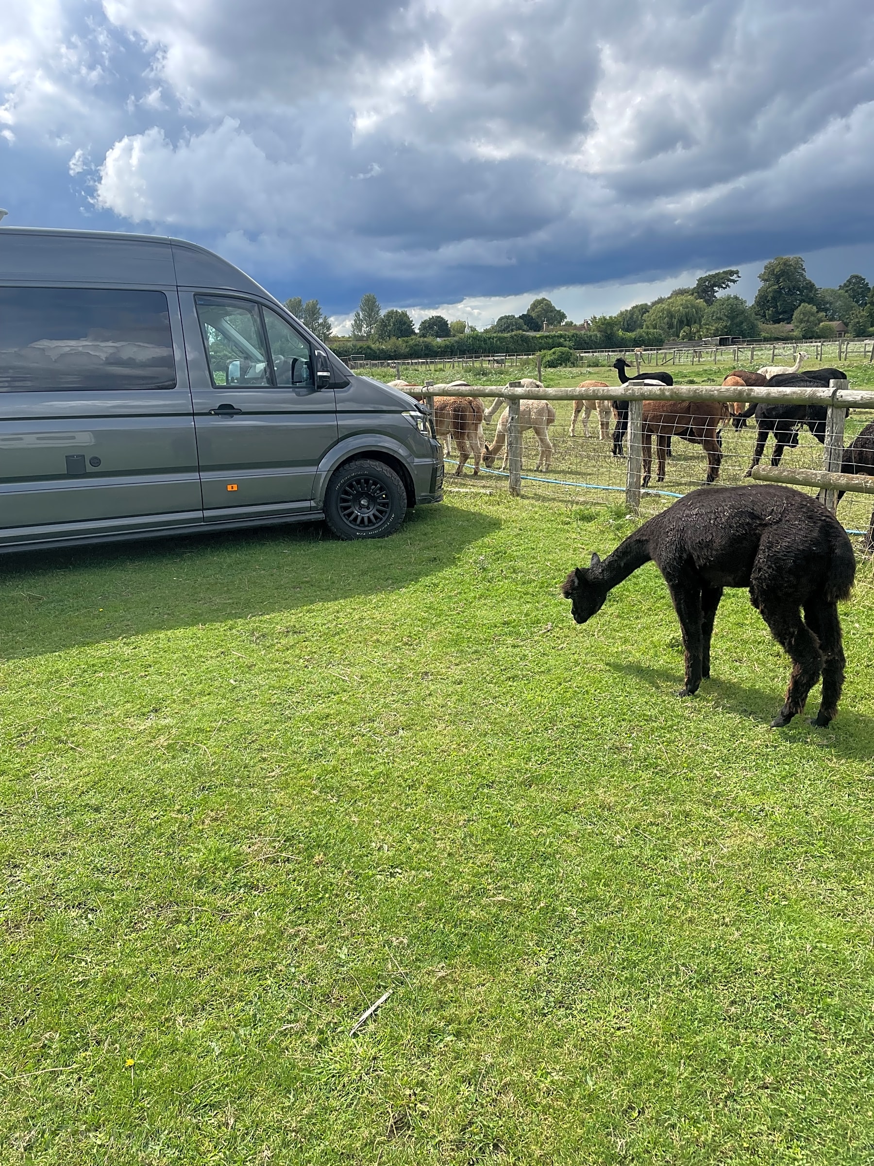 Snooks Farm Alpacas, Ferndown, Dorset Updated 2025 prices