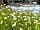 Lower House Farm: Ox-eye daisies by the canal