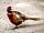 Charisworth Farm: Pheasant