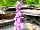 Barcdy Touring Caravan and Camping Park: Stone walls and foxgloves (photo added by manager on 30/11/2014)