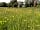 Pilsdon View Camping: Wildflower meadow