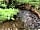 Alderwood Glamping: River and woodland walks