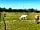 Somerset Reindeer Ranch: Reindeers next to pitch field