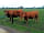 Hornblotton Farm: South Devon Cattle - The UK's largest native breed.  This is Tulip and her calf from last year.