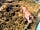 West End Farm Camping: Our happy pigs!